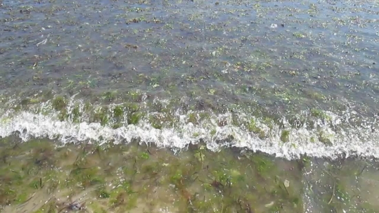 Free Video Animations, Water, Water Crowfoot, Aquatic Plant, Channel, River