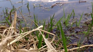 Free Video Archive Footage, Water Snake, Snake, Water, Grass, Reptile