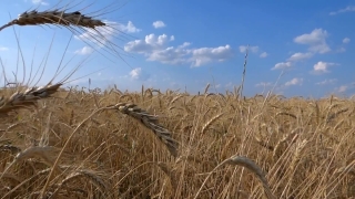 Free Video Background Download, Wheat, Cereal, Field, Rural, Farm