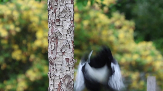 Free Video Background Downloads, Bird, Magpie, Tree, Woodpecker, Wildlife