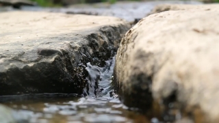 Free Video Background Downloads, Bird, Water, Rock, Stone, River