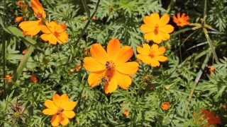 Free Video Background Footage, Prickly Poppy, Herb, Flower, Vascular Plant, Plant