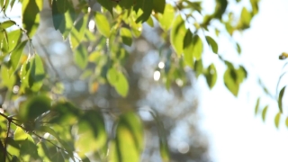 Free Video Background Loop, Grove, Tree, Plant, Branch, Leaf