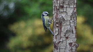 Free Video Background Loops, Bird, Jay, Chickadee, Wildlife, Titmouse