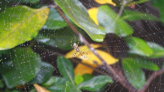 Free Video Background Music, Spider, Arachnid, Garden Spider, Arthropod, Insect