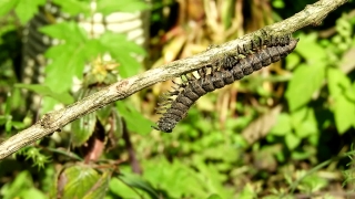 Free Video Background Powerpoint, Arthropod, Invertebrate, Millipede, Snake, Tree