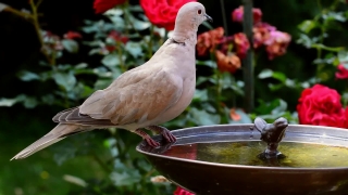 Free Video Background Website, Dove, Bird, Wildlife, Beak, Feather