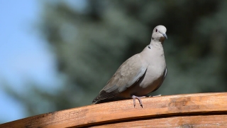 Free Video Backgrounds, Dove, Bird, Feather, Wildlife, Beak