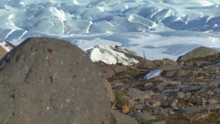 Free Video Backgrounds Hd, Gull, Ptarmigan, Coastal Diving Bird, Grouse, Seabird