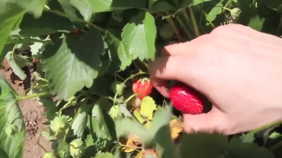 Free Video Backgrounds Loops, Fruit, Berry, Shrub, Ripe, Edible Fruit