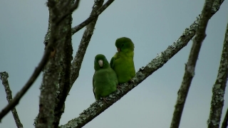 Free Video Backs, Dove, Bird, Tree, Wildlife, Feather