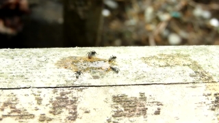 Free Video Call Stock Footage, Ant, Old, Wall, Grunge, Aged