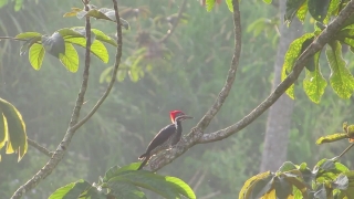 Free Video Clip Site, Woodpecker, Bird, Vertebrate, Wildlife, Beak