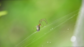 Free Video Clips Animated Backgrounds Overlays, Spider, Arachnid, Barn Spider, Arthropod, Insect