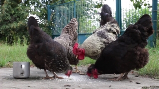 Free Video Clips, Hen, Bird, Animal, Cock, Farm