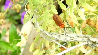 Free Video Clips, Insect, Butterfly, Cuckoo, Garden, Wildlife