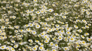 Free Video Clips No Copyright, Herb, Plant, Vascular Plant, Sweet False Chamomile, Chamomile