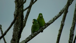 Free Video Clips Non Copyright, Dove, Bird, Wildlife, Tree, Feather