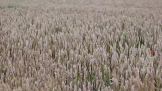 Free Video Clips Online, Wheat, Cereal, Field, Agriculture, Rural