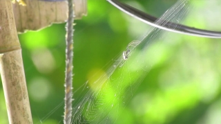 Free Video Effect Background, Spider Web, Web, Trap, Spider, Arachnid