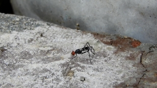 Free Video Footage Download Website, Ant, Insect, Arthropod, Invertebrate, Wasp