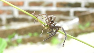 Free Video Footage, Insect, Spider, Arthropod, Arachnid, Invertebrate