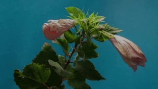 Free Video Footage Library, Ornamental, Tree, Plant, Leaf, Summer