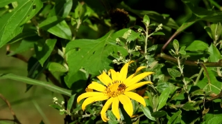 Free Video Footage Sites, Sunflower, Plant, Herb, Flower, Vascular Plant