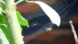 Free Video Footage, Spider Web, Web, Cobweb, Trap, Spider