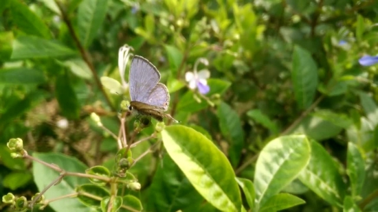 Free Video Footage To Use, Blue, Plant, Insect, Butterfly, Herb