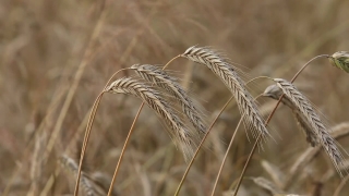 Free Video Footage Youtube, Wheat, Cereal, Field, Agriculture, Harvest