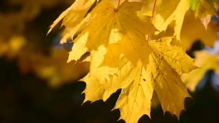 Free Video Hosting No Copyright Restrictions, Maple, Autumn, Leaves, Fall, Leaf