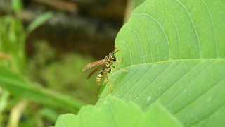 Free Video In Background, Insect, Arthropod, Fly, Invertebrate, Bug