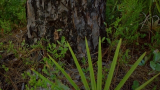 Free Video Loop Background, Tree, Vascular Plant, Forest, Plant, Environment