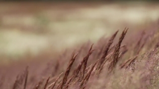 Free Video Loop Backgrounds, Wheat, Cereal, Field, Agriculture, Straw