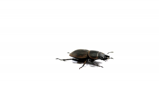 Free Video Loop No Copyright, Dung Beetle, Beetle, Insect, Rhinoceros Beetle, Bug