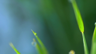 Free Video Looping, Plant, Herb, Grass, Dew, Vascular Plant