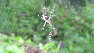 Free Video Loops For Worship, Spider, Spider Web, Web, Black And Gold Garden Spider, Arachnid