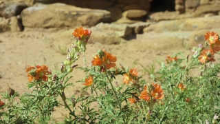 Free Video Loops Motion Backgrounds, Herb, Plant, Vascular Plant, Flower, Poppy