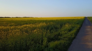 Free Video Motion Background, Rapeseed, Oilseed, Field, Seed, Rural