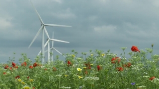 Free Video Motion, Meadow, Field, Summer, Grass, Plant