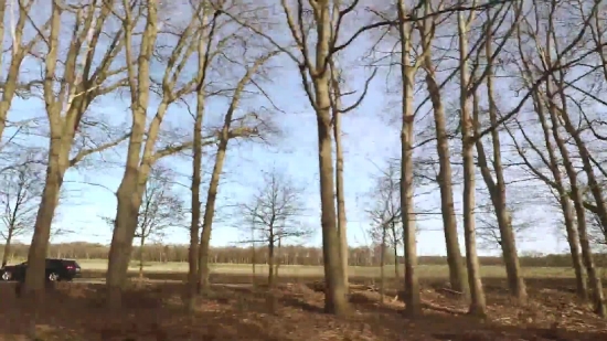 Free Video No, Tree, Woody Plant, Forest, Trees, Landscape