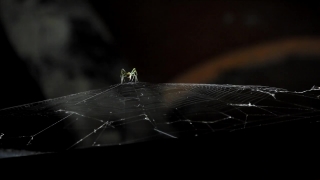 Free Video, Spider Web, Web, Trap, Cobweb, Spider