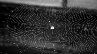 Free Video Stock, Spider Web, Web, Trap, Cobweb, Spider