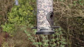 Free Videos Backgrounds, Bird Feeder, Device, Birdhouse, Shelter, Bird