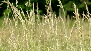 Free Videos For Commercial Use, Wheat, Cereal, Field, Agriculture, Rural