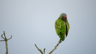 Free Videos No Copyright, Bee Eater, Bird, Parrot, Wildlife, Beak