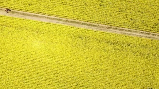 Free Videos Para Background, Rapeseed, Oilseed, Seed, Fruit, Field