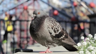 Free Viking Stock Footage, Dove, Bird, Wildlife, Beak, Feather