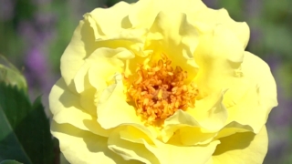 Free Vintage Stock Video, Rose, Shrub, Plant, Petal, Flower